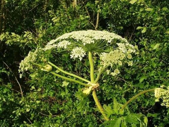 Giant Hogweed continues to be a menace
