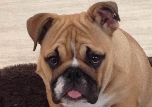 Sally, the 1-year-old bulldog who was killed in a hit-and-run on Liverpool Road, Ashton
