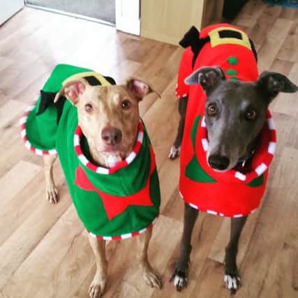 Miriam Payne's pet dogs wearing the elf coats which inspired her first children's book