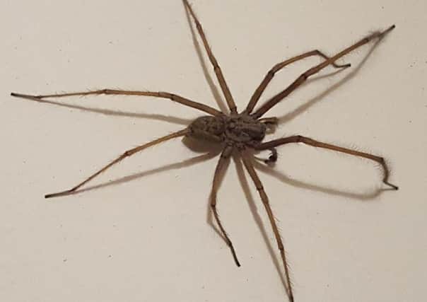 Incy wincy