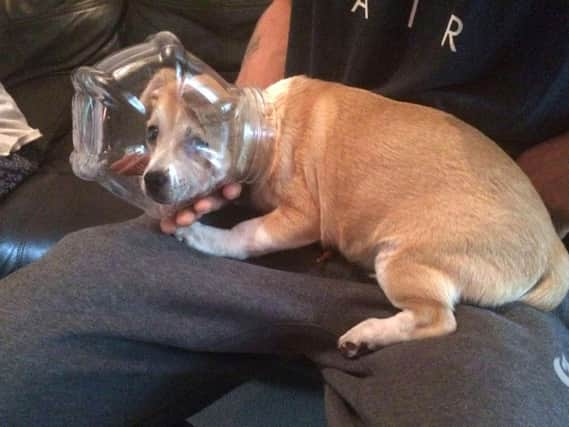 A dog which had to be rescued by a specialist firefighter