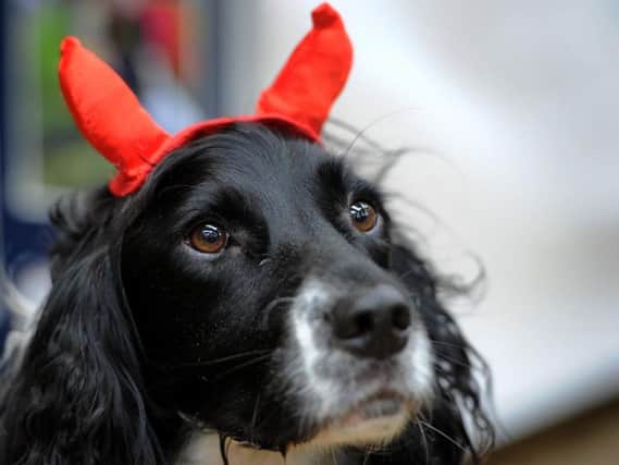 Owners and their pets defied the elements to attend a fun dog show in Standish with a Halloween theme called Barklife and Broomsticks