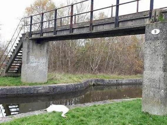 The dead swan at the side of the canal