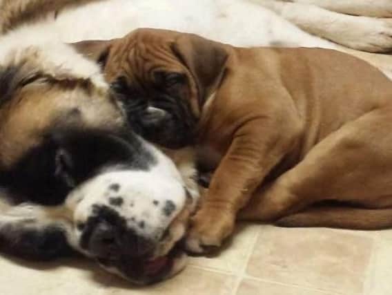 Walter as a puppy with Betty the blind St Bernard