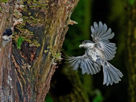 A willow tit in flight