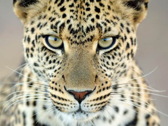 Leopard Gaze: by Martin Van Lokven