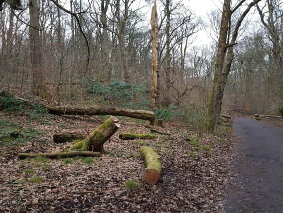 Chopped-down trees in Haigh Woodland Park