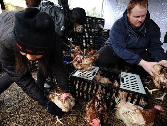 Volunteers help to rehome the hens