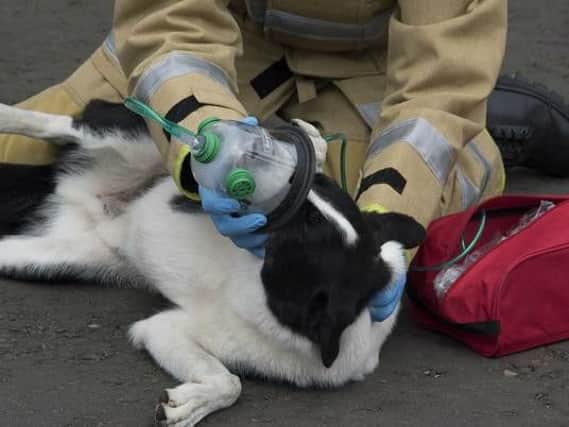 One of the new pet gas masks being demonstrated by a firefighter