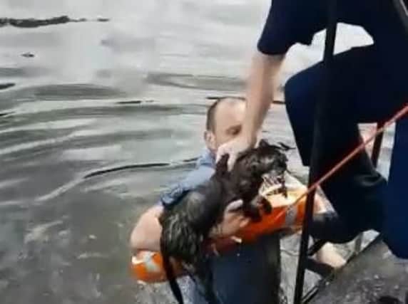 The cat is pulled to safety