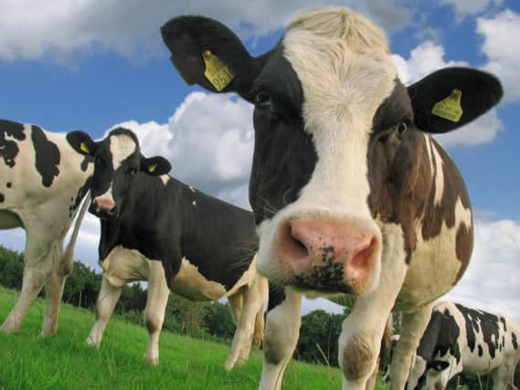 Is there a threat to food safety and animal welfare rules?