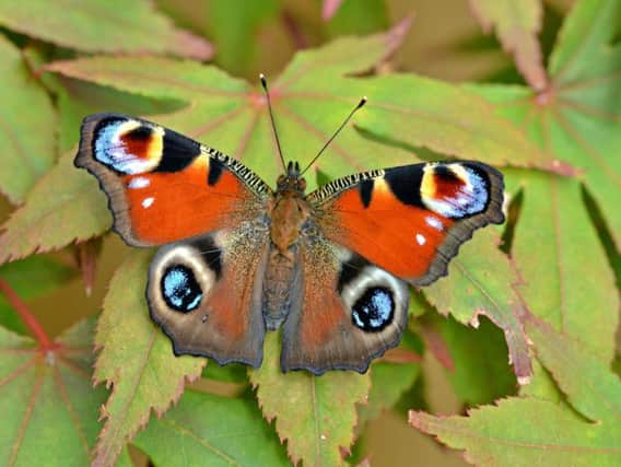 Peacock butterfly 	                       Picture: Andrew Cooper/Butterfly Conservation