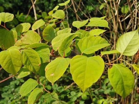 Work is currently under way to build a mobile app to allow residents to report incidents of Japanese knotweed