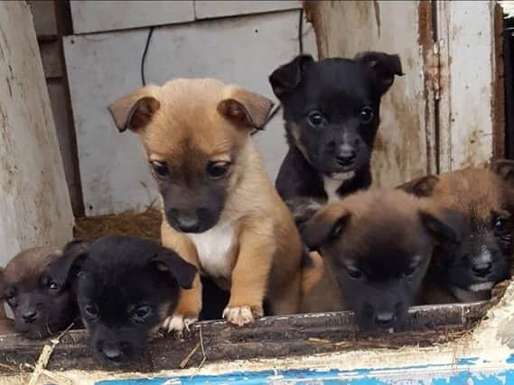 Puppies stolen from Barlows Farm in Bickershaw