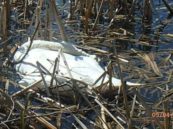 The body of a dead cygnet at the Ince green spot
