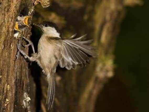 Wigans native bird, the willow tit, has been spotted across Lancashire
