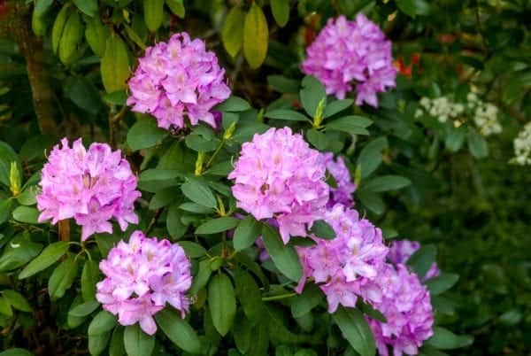 All parts of a rhododendron bush, including the leaves, stems and blooms, are toxic to both cats and dogs (Photo: Shutterstock)
