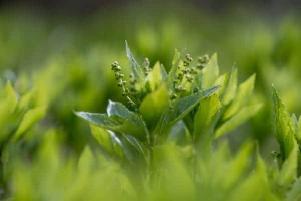 Dog’s Mercury, also known as Mercurialis perennis, is an indicator species. This means that it helps to date the woodlands that it grows within (Photo: Shutterstock)