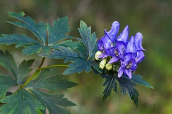 Monkshood (Aconitum) is widely planted in herbaceous borders. and can cause poisoning through the contact of the plant juices with the skin of your pet (Photo: Shutterstock)