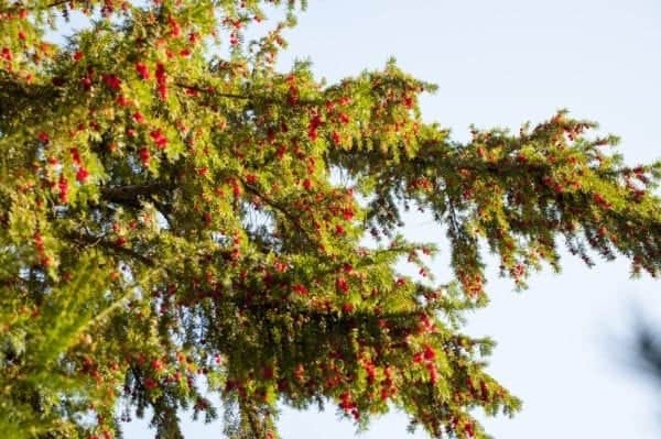 The Yew Tree is toxic to all animals including cats, dogs, horses and cattle (Photo: Shutterstock)