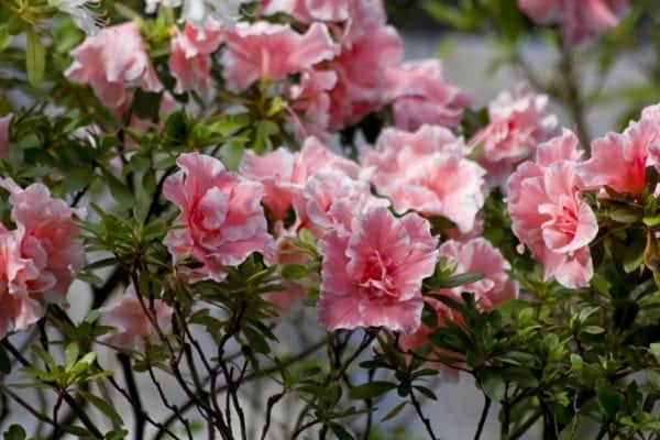 Azaleas are in the same family as rhododendrons and can seriously harm pets (Photo: Shutterstock)