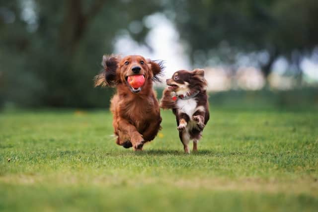 National Dog Day takes place every year, with people celebrating everything they love about their pooches (Photo: Shutterstock)