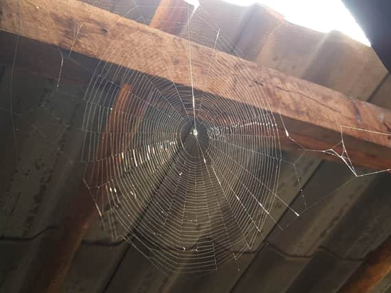 Autumn and winter is prime 'spider season' (Photo: Shutterstock)