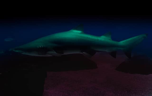 The sharks were discovered off the coast of New Zealand (Photo: Shutterstock)